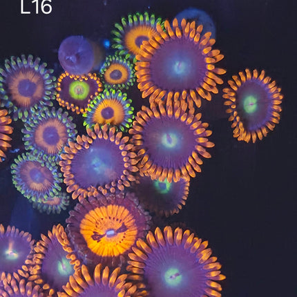 Zoanthid - L16