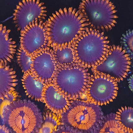 Punkrocker Zoanthids - K16