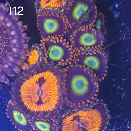 Bloodsucker Zoanthids - I12