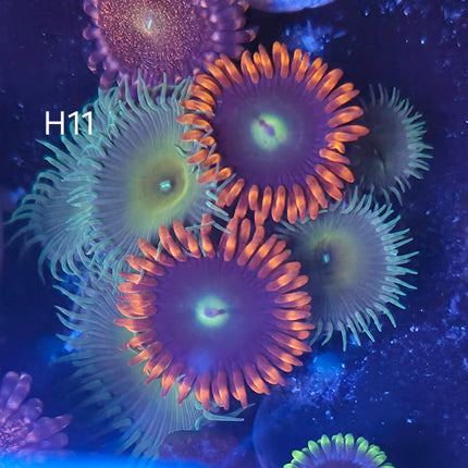 Nuclear Zoanthids Mix - H11