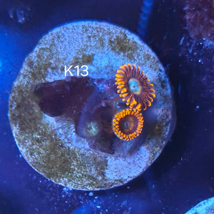 Blond eyed bitches Zoanthid - K13