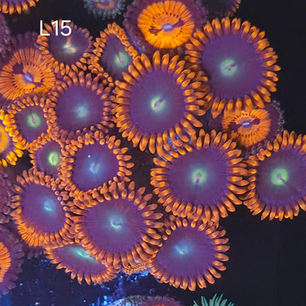 Punkrocker/Bloodsucker Zoanthid mix - L15