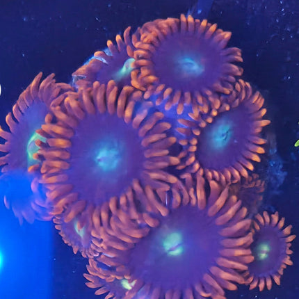 Punkrocker Zoanthids - H9
