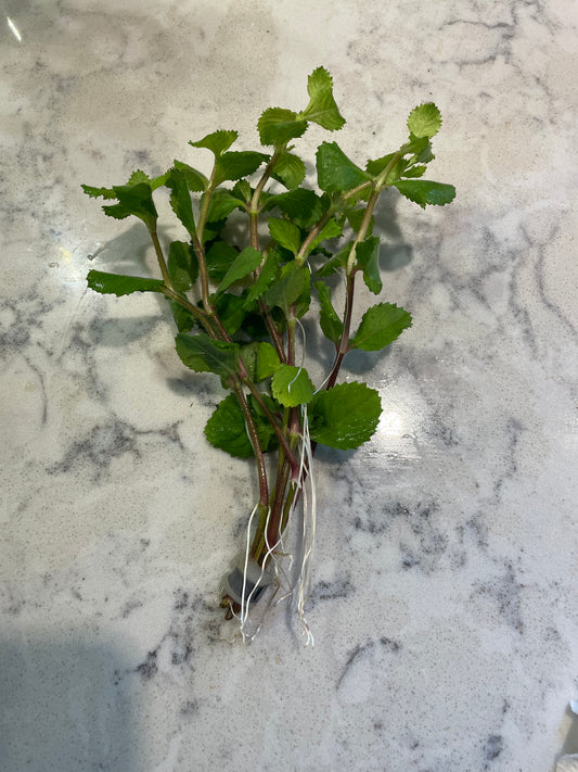 Plante Assortie