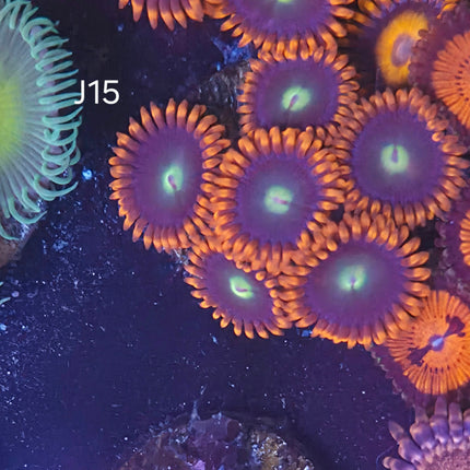 Punkrocker Zoanthids - J15