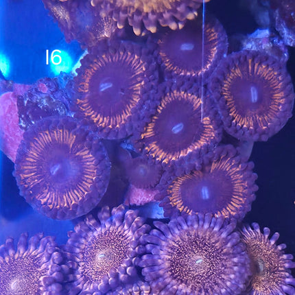 Zoanthid - I6