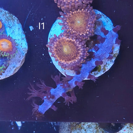 Gorgone & Zoanthid - I1
