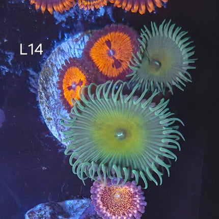 Toxic mix Zoanthid - L14