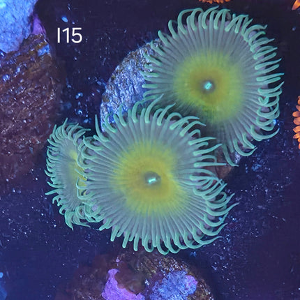 Nuclear Green Palythoa - I15