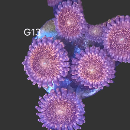 Pandora Zoanthids - G13