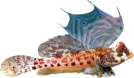 Red Scooter Dragonet (Dragonet étoile)