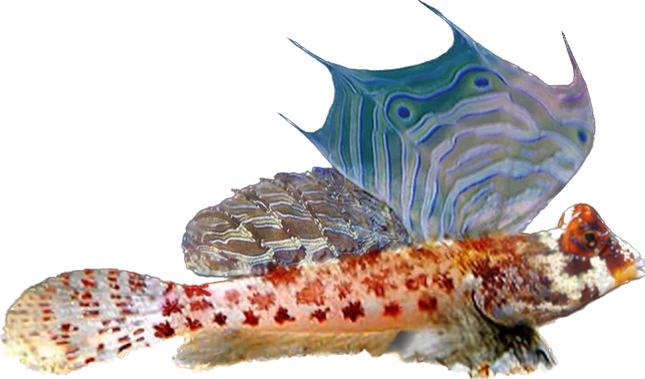 Red Scooter Dragonet (Dragonet étoile)