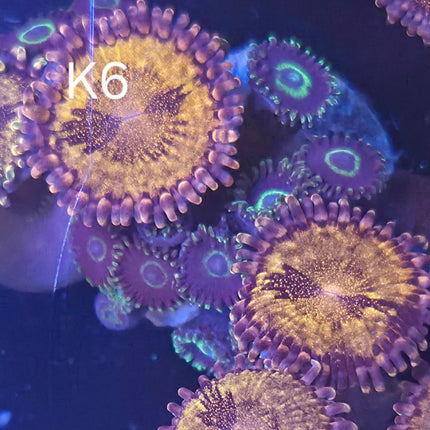 Zoanthid mix - K6