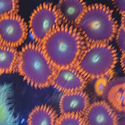 Punkrocker Zoanthids -