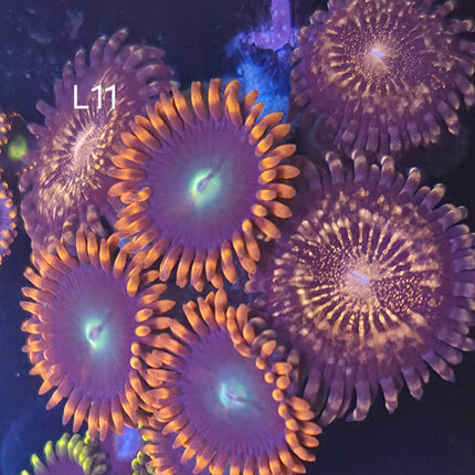 Zoanthids - L11