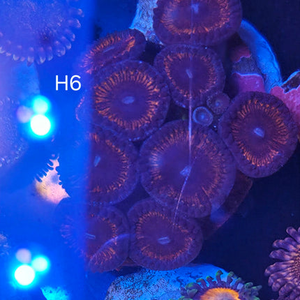 Zoanthid - H6