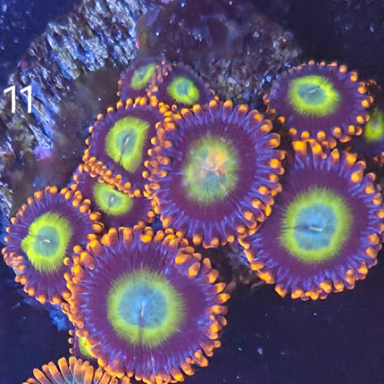Zoanthids - K11