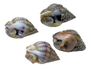 Nassarius Vibex