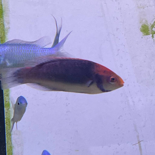 Napoléon aux Yeux Rouges ( Red Head Solon Fairy Wrasse)