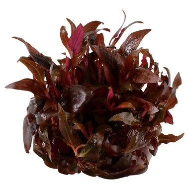 Ready to grow Althernanthera Reineckii Mini