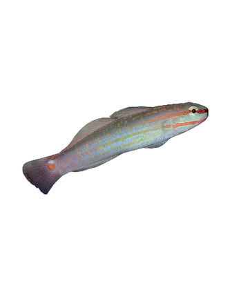 Orange Lined Goby (Gobie à contre-hachure)