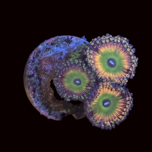 Bowser Zoa