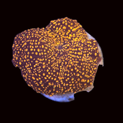 Orange Interstellar Mushroom