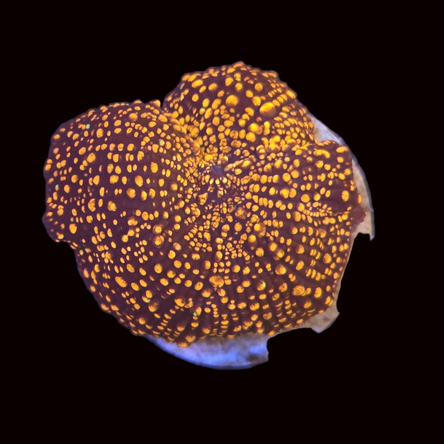 Orange Interstellar Mushroom