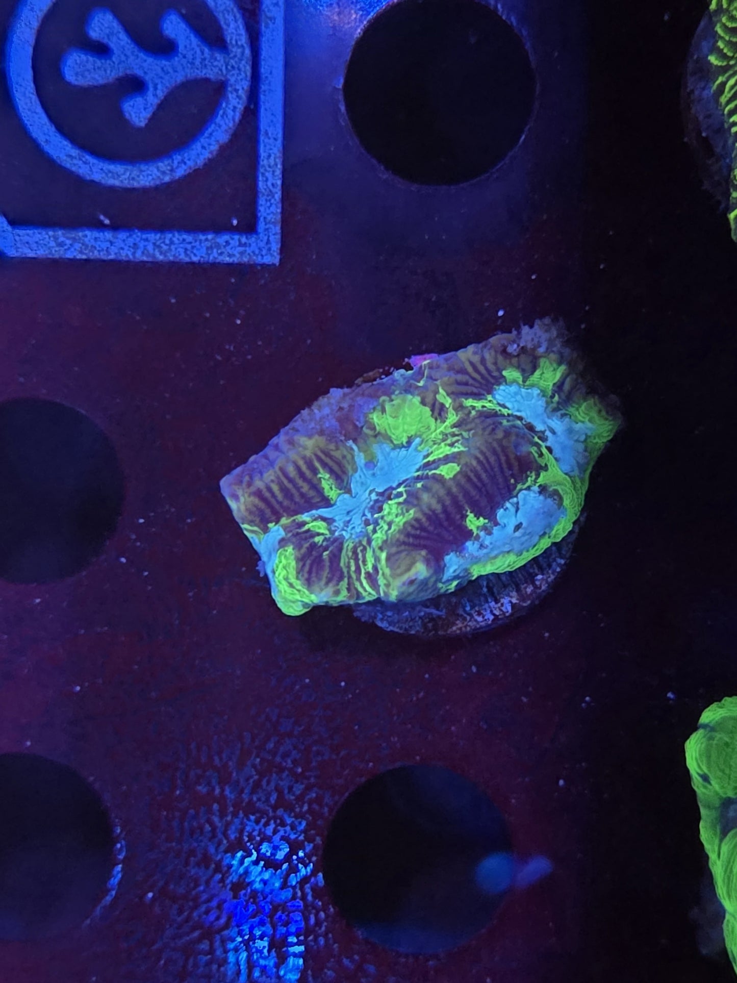 Purple and Blue Maze Coral