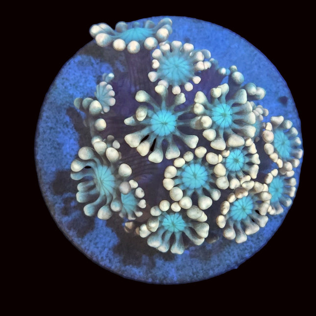 Goniopora centre bleu