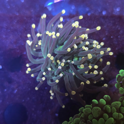 Tiger Gold tip Torch