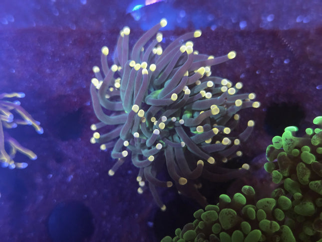 Tiger Gold tip Torch