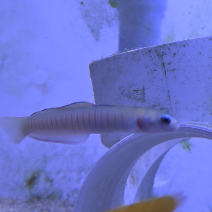 Zebra Dartgoby