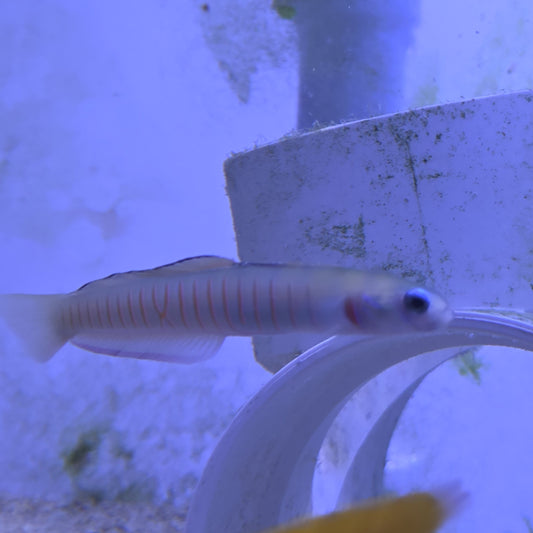 Zebra Dartgoby