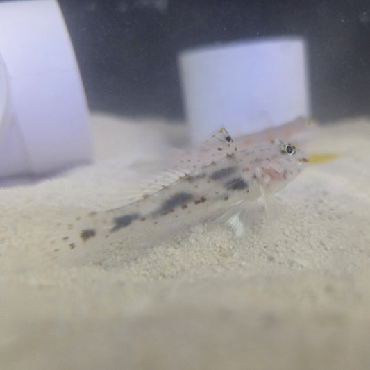 Goby Fusy