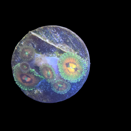 Rainbow Incinerator Zoanthid