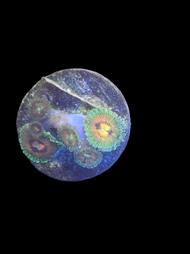 Rainbow Incinerator Zoanthid