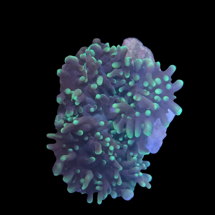 Green Hairy Mushroom