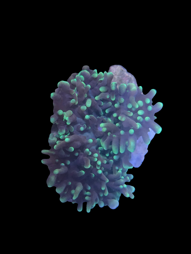 Green Hairy Mushroom