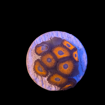 Zoanthid Tricolores (Violet, Noir et Orange)