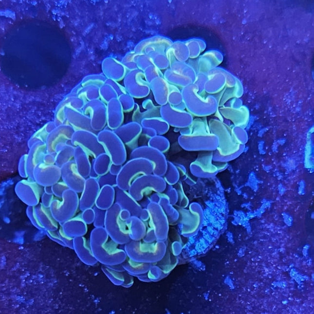 Hologram Rainbow Branching Hammer Frag