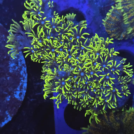 Branching Green Star Polyp