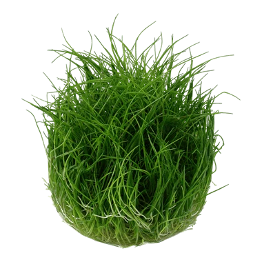 Ready to Grow Eleocharis acicularis