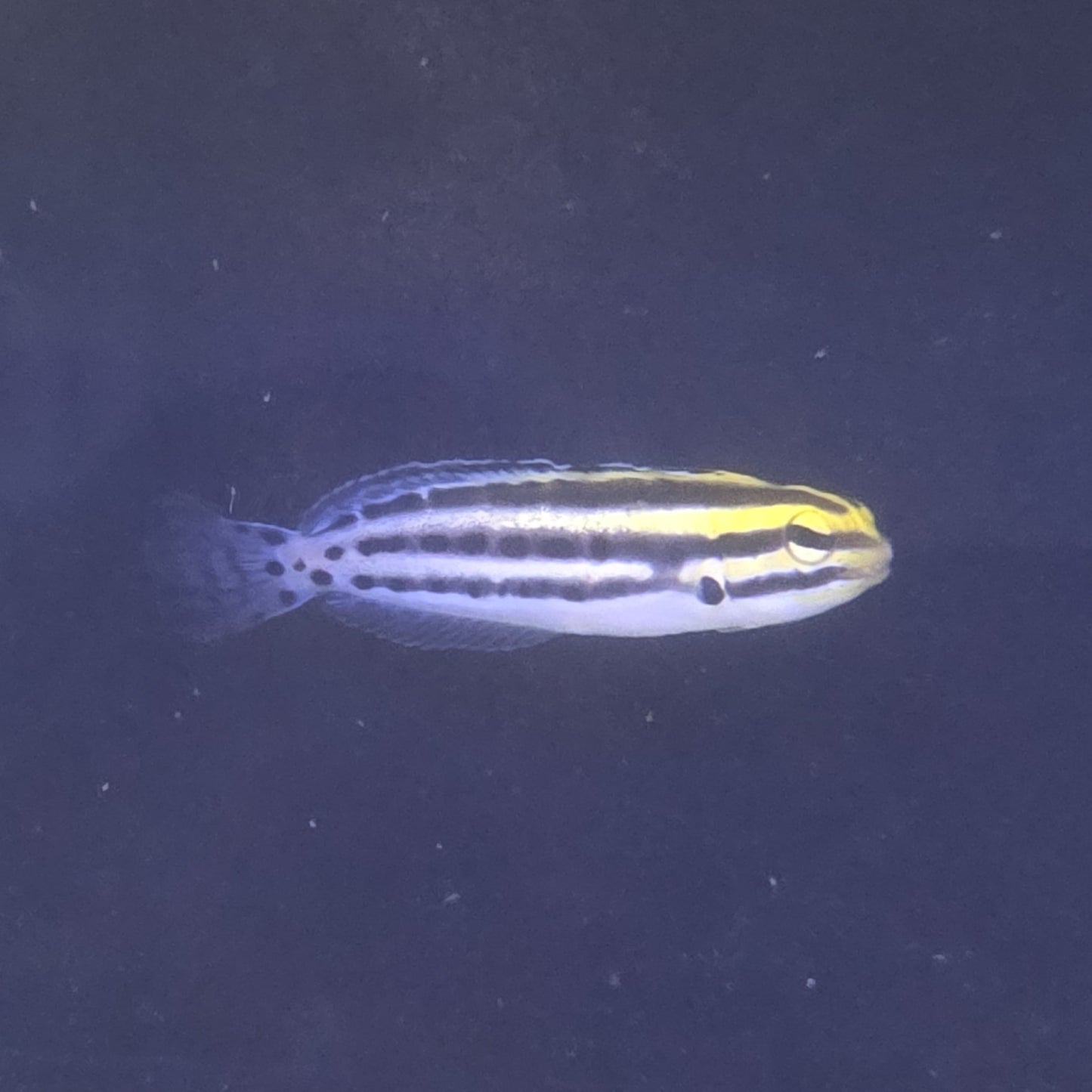 Fangblenny Striped
