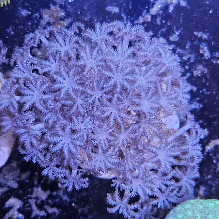 Pulsing Xenia