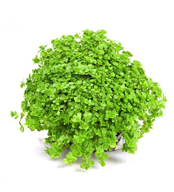 Ready to grow Hemianthus Callitrichoide Cuba