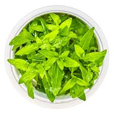 Ready to grow Staurogyne Repens