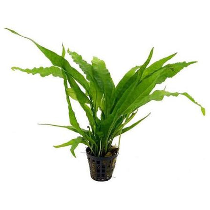 Leptochilus pteropus