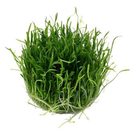 Ready to grow Lilaeopsis Brasiliensis