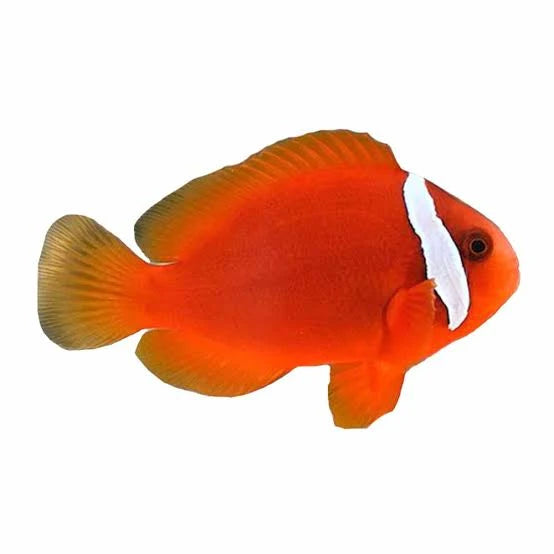 Tomato Clownfish ( Poisson-Clown Rouge)